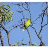 A wild Olive-headed Lorikeet climbs in a tree