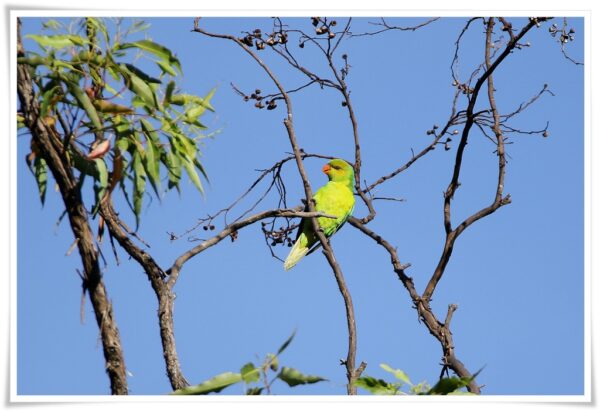 A wild Olive-headed Lorikeet climbs in a tree