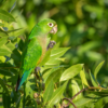 A wild Olive-throated Conure forages in a tree