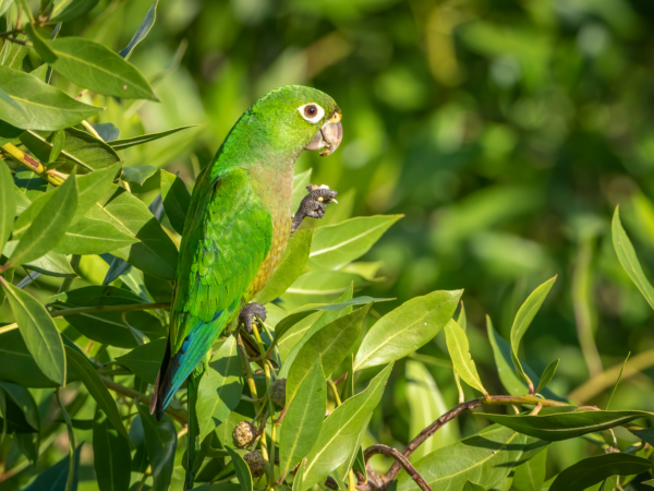 A wild Olive-throated Conure forages in a tree