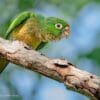 A wild Olive-throated Conure perches on a limb