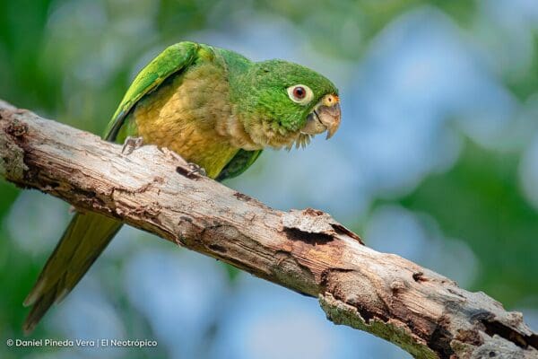 A wild Olive-throated Conure perches on a limb