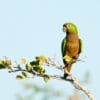 A wild Olive-throated Conure perches on a twig