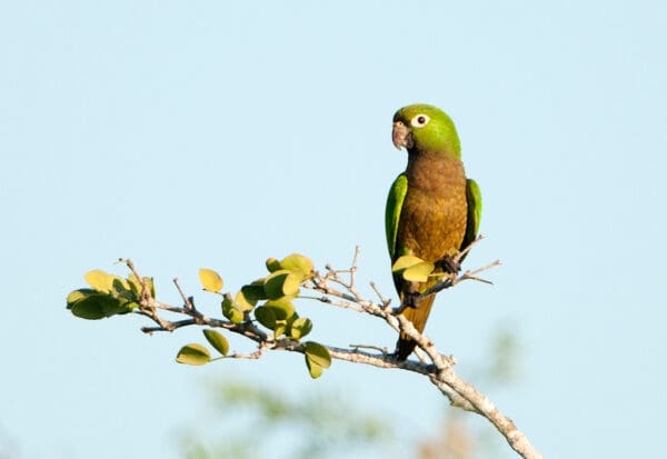 A wild Olive-throated Conure perches on a twig