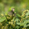 A wild Olive-throated Conure forages for berries