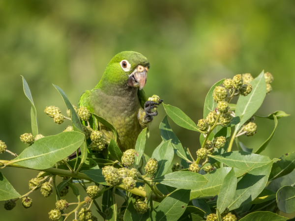 A wild Olive-throated Conure forages for berries