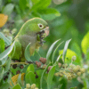 A wild Olive-throated Conure forages for berries