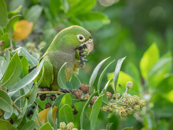 A wild Olive-throated Conure forages for berries