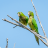 Wild Olive-throated Conures perch in a tree