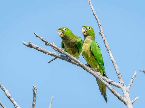 Wild Olive-throated Conures perch in a tree