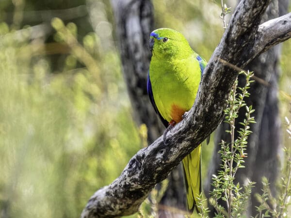 A wild Orange-bellied Parrot perches on a branch