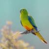 A wild Orange-bellied Parrot perches on a branch