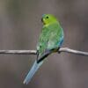 A wild Orange-bellied Parrot perches on a branch