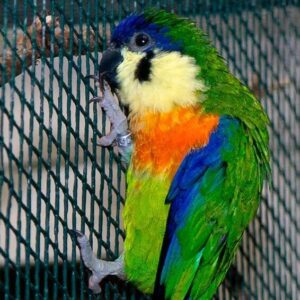 A captive Orange-breasted Fig Parrot clings to its enclosure
