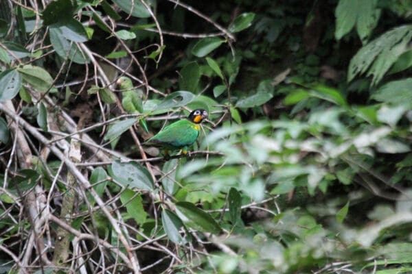 A wild Orange-cheeked Parrot perches in a tree
