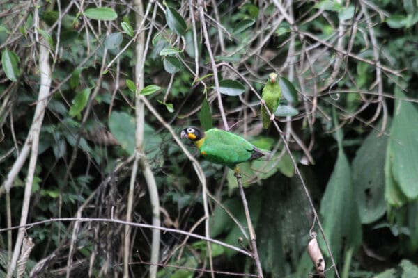 A wild Orange-cheeked Parrot perches in a tree
