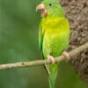 A wild Orange-chinned Parakeet perches next to an arboreal termitarium