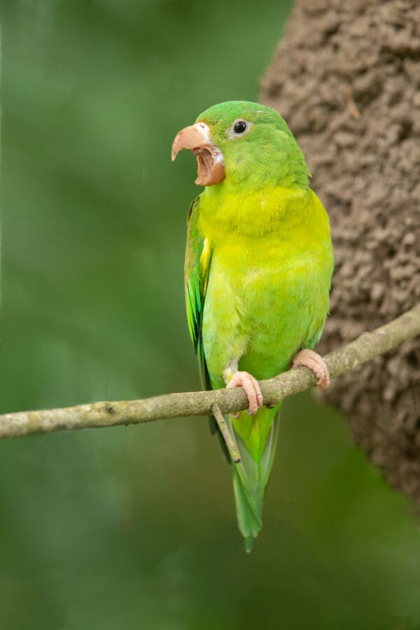 A wild Orange-chinned Parakeet perches next to an arboreal termitarium