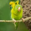 A wild Orange-chinned Parakeet stretches wings