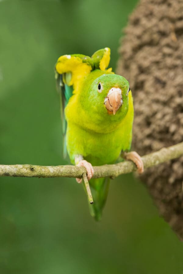 A wild Orange-chinned Parakeet stretches wings