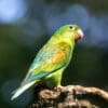 A wild Orange-chinned Parakeet perches on a branch