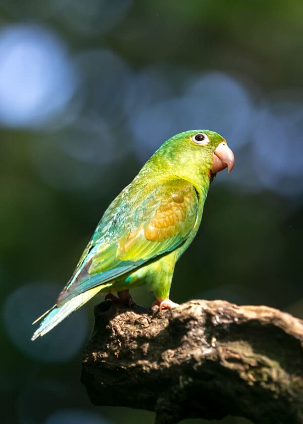 A wild Orange-chinned Parakeet perches on a branch