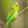 A wild Orange-chinned Parakeet perches on a branch