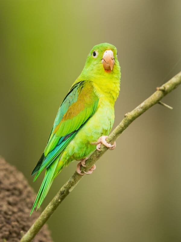 A wild Orange-chinned Parakeet perches on a branch