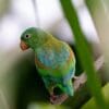 A wild Orange-chinned Parakeet perches in a tree