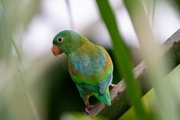 A wild Orange-chinned Parakeet perches in a tree