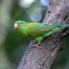 A wild Orange-chinned Parakeet clings to a limb