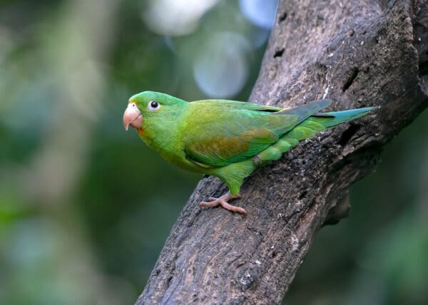 A wild Orange-chinned Parakeet clings to a limb