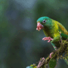 A wild Orange-chinned Parakeet forages