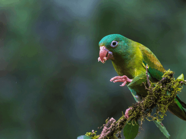A wild Orange-chinned Parakeet forages