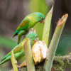 Wild Orange-chinned Parakeets forage on fruit