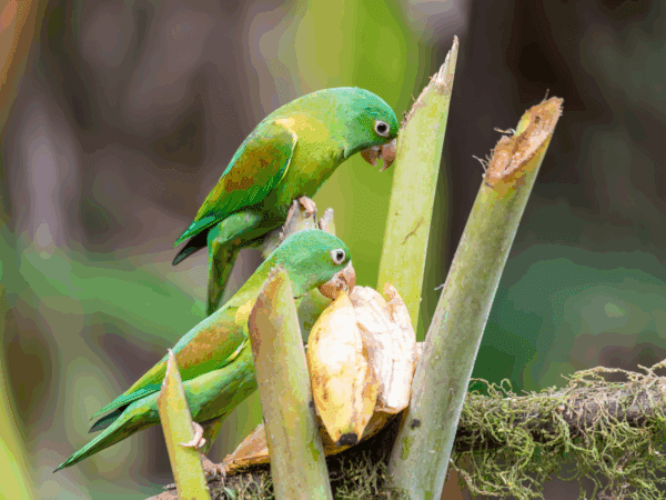 Wild Orange-chinned Parakeets forage on fruit