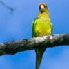 A wild Orange-fronted Conure perches on a tree