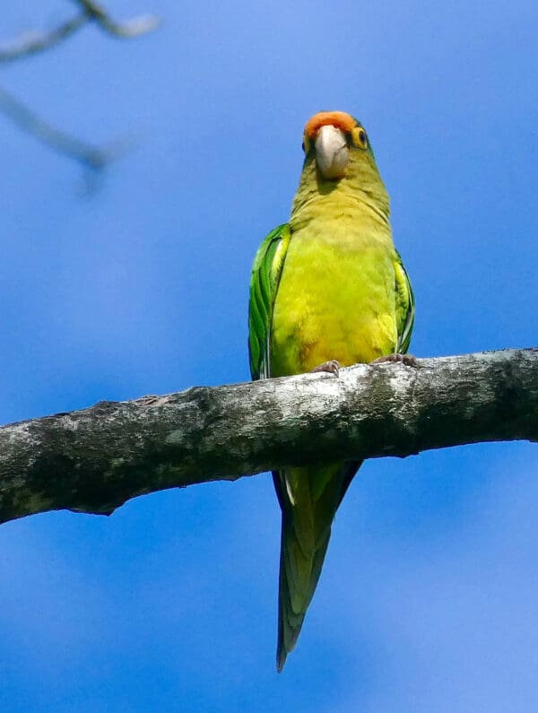 A wild Orange-fronted Conure perches on a tree