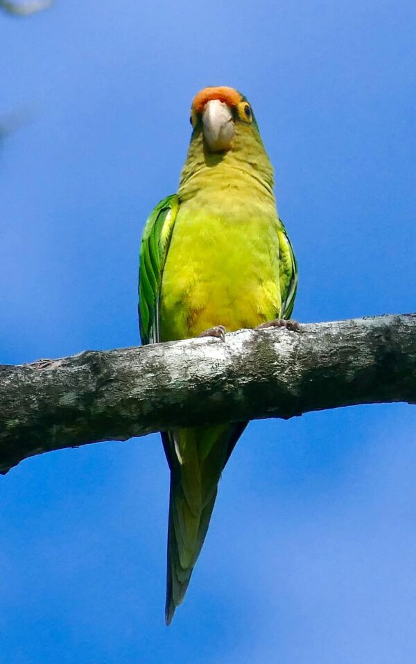 A wild Orange-fronted Conure perches on a tree