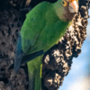 A wild Orange-fronted Conure clings to a tree