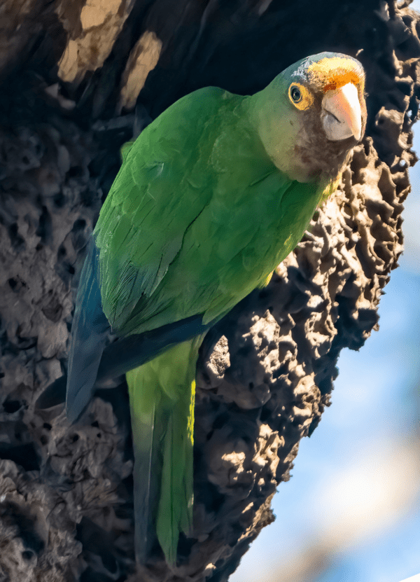 A wild Orange-fronted Conure clings to a tree