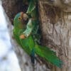 A wild Orange-fronted Conure clings to a nest cavity