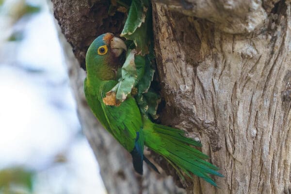 A wild Orange-fronted Conure clings to a nest cavity