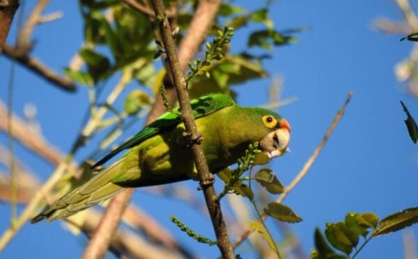A wild Orange-fronted Conure perches on a branch