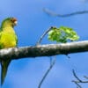 A wild Orange-fronted Conure perches on a limb