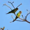 Wild Orange-fronted Conures perch in a tree