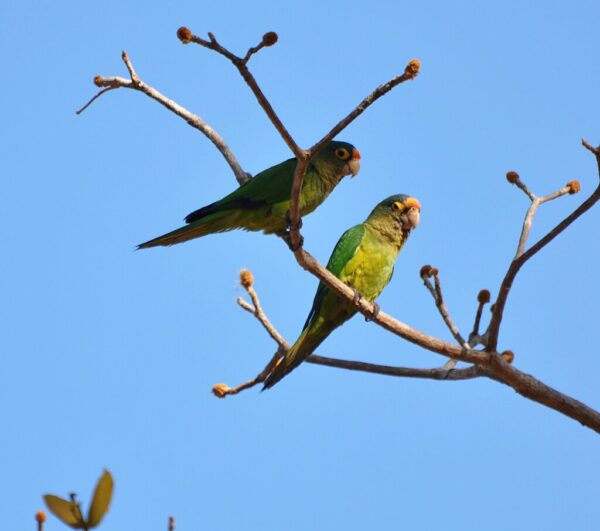 Wild Orange-fronted Conures perch in a tree
