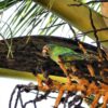A wild Orange-fronted Conure feeds on fruits