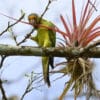 A wild Orange-fronted Conure grasps a leaf