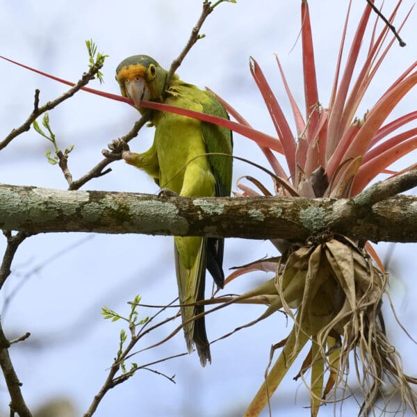 A wild Orange-fronted Conure grasps a leaf